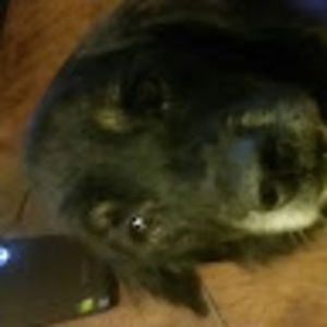 Meet your Posher, Buddy